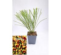 POWERS TO FLOWERS - GINESTRA BICOLORE GIALLO-ROSSO, VARIETA' 'ANDREANUS', pianta vera