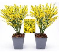 POWERS TO FLOWERS - GINESTRA GIALLA, VARIETA' 'ALL GOLD', VASO 12CM DIAMETRO, 2 PIANTE, pianta vera