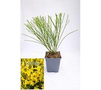 POWERS TO FLOWERS - GINESTRA GIALLA, VARIETA' 'ALL GOLD', VASO 12CM DIAMETRO, pianta vera