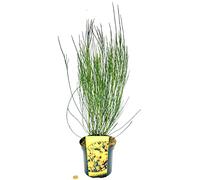 POWERS TO FLOWERS - GINESTRA GIALLA XL, VASO 20CM DIAMETRO, pianta vera