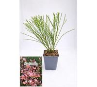 POWERS TO FLOWERS - GINESTRA ROSATA,VARIETA' 'ZEELANDIA' pianta vera