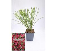 POWERS TO FLOWERS - GINESTRA ROSSA, VARIETA' 'BOSKOOP RUBY' pianta vera