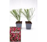 POWERS TO FLOWERS - GINESTRA ROSSA, VARIETA' 'BOSKOOP RUBY', VASO 12CM DIAMETRO, 2 PIANTE, pianta vera