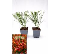 POWERS TO FLOWERS - GINESTRA ROSSA, VARIETA' 'GOLDFINCH', VASO 20CM DIAMETRO, 2 PIANTE, pianta vera