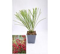 POWERS TO FLOWERS - GINESTRA ROSSA,VARIETA' 'RED LENA' pianta vera