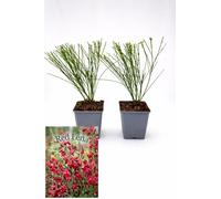 POWERS TO FLOWERS - GINESTRA ROSSA, VARIETA' 'RED LENA', VASO 12CM DIAMETRO, 2 PIANTE, pianta vera