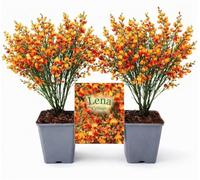 POWERS TO FLOWERS - GINESTRA ROSSO-ARANCIO, VARIETA' 'LENA', VASO 12CM DIAMETRO, 2 PIANTE, pianta vera