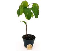 POWERS TO FLOWERS - GINGO BILOBA MINI IDEALE PER TERRARIUM, Pianta vera