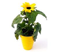 POWERS TO FLOWERS - GIRASOLE IN VASO CERAMICA GIALLO A CERCHI CONCENTRICI, pianta vera