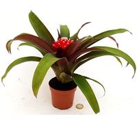 POWERS TO FLOWERS - GUZMANIA HOPE PRISCILLA, pianta vera