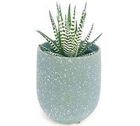 POWERS TO FLOWERS - HAWORTHIA BIG BEND ALBA IN VASO CERAMICA GRIGIO PUNTINATO, pianta vera