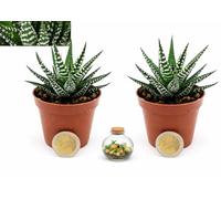 POWERS TO FLOWERS - HAWORTHIA BIG BEND ALBA MICRO, IDEALE PER TERRARIUM, VASO 5,5 CM DIAMETRO, 2 PIANTE, piante vere
