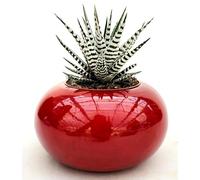 POWERS TO FLOWERS - HAWORTHIA BIG BENG ALBA IN VASO CERAMICA ROSSO SFERICO, pianta vera