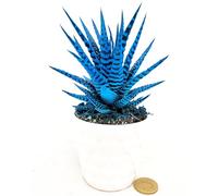 POWERS TO FLOWERS - HAWORTIA BIG BENG ALBA COLOR LIFE BLU ÌN VASO CERAMICA CUORI, ECHEVERIA, CACTUS, Piante vere