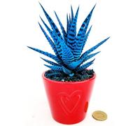 POWERS TO FLOWERS - HAWORTIA BIG BENG ALBA COLOR LIFE BLU ÌN VASO CERAMICA CUORI ROSSO, ECHEVERIA, CACTUS, Piante vere