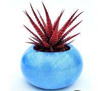 POWERS TO FLOWERS - HAWORTIA BIG BENG ALBA COLOR LIFE RED ÌN VASO CERAMICA AZZURRO, ECHEVERIA, CACTUS, Piante vere