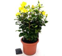 POWERS TO FLOWERS - HIBISCUS, IBISCO GIALLO XXXL, VASO 30CM, pianta vera