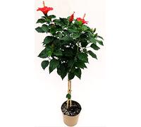 POWERS TO FLOWERS - HIBISCUS, IBISCO ROSSO ALBERELLO, ALTEZZA 110/120CM, VASO 20CM Diametro, pianta vera