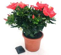 POWERS TO FLOWERS - HIBISCUS, IBISCO ROSSO XXXL, VASO 30CM, pianta vera