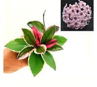 POWERS TO FLOWERS - HOYA FLAMINGO DREAMS, VASO 10CM DIAMETRO, pianta vera