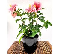 POWERS TO FLOWERS - HYBISCUS, IBISCO ROSA BICOLORE, VASO 14CM, IN VASO CERAMICA NERO, pianta vera