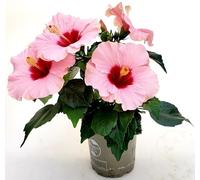 POWERS TO FLOWERS - HYBISCUS, IBISCO ROSA, VASO 14CM, FIORE XXL, pianta vera