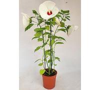 POWERS TO FLOWERS - IBISCO, HIBISCUS PALUSTRE BIANCO, MOSCHEUTOS, LUNA PINK, XL, IN VASO CERAMICA ANTRACITE, pianta vera