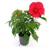 POWERS TO FLOWERS - IBISCO, HIBISCUS PALUSTRE, MOSCHEUTOS, LUNA RED, XL, pianta vera