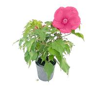 POWERS TO FLOWERS - IBISCO, HIBISCUS PALUSTRE ROSA INTENSO, MOSCHEUTOS, LUNA PINK, XL, IN VASO CERAMICA ANTRACITE, pianta vera