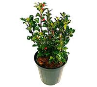 POWERS TO FLOWERS - ILEX BLUE MAID vaso 12cm, pianta vera