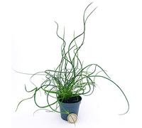 POWERS TO FLOWERS - JUNCUS SPIRALIS MINI IDEALE PER TERRARIUM, pianta vera