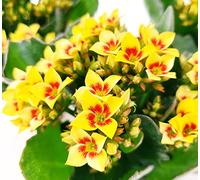 POWERS TO FLOWERS - KALANCHOE CALANDIVA GIALLO BICOLORE MINI "BIG FLOWERS" 3 PIANTE, Vaso 5,5cm, piante vere
