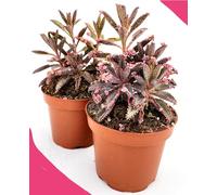 POWERS TO FLOWERS - KALANCHOE DAIGREMONTIANA PINK BUTTERFLY, VASO 12CM DIAMETRO, 2 PIANTE, piante vere