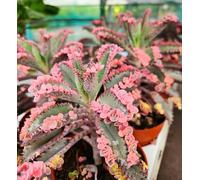 POWERS TO FLOWERS - KALANCHOE DAIGREMONTIANA PINK BUTTERFLY, VASO 8CM DIAMETRO, pianta vera