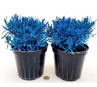 POWERS TO FLOWERS - LAVANDA COLOR LIFE BLU, 2 PIANTE, VASO 14CM DIAMETRO, piante vere