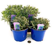 POWERS TO FLOWERS - LAVANDA NANA ANGUSTIFOLIA, HIDECOTE e LAVANDA CLASSICA, 4PIANTE, piante vere