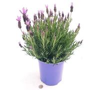 POWERS TO FLOWERS - LAVANDA STOECHAS XXL, vaso 18cm, pianta vera