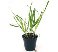 POWERS TO FLOWERS - LEMON GRASS BIO, Vaso 14cm diametro, pianta vera