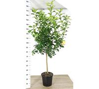 POWERS TO FLOWERS - LIMONE ALBERELLO XXL, pianta vera