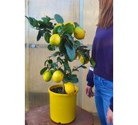 POWERS TO FLOWERS - LIMONE DA LIMONCELLO, LIMETTA ROMANA, VASO 22CM DIAMETRO, ALTEZZA 75CM, pianta vera