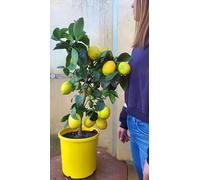 POWERS TO FLOWERS - LIMONE RESISTENTE AL FREDDO, LIMONE MEYER, VASO 22CM DIAMETRO, ALTEZZA 75CM, pianta vera