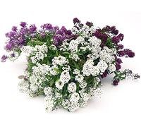 POWERS TO FLOWERS - LOBULARIA ALISSO TRIS: BIANCO, VIOLA E ROSA. 3 PIANTE IN VASO 13CM DIAMETRO, piante vere