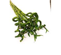 POWERS TO FLOWERS - LUCKY BAMBOO, 10 PEZZI LUNGHEZZA 100CM A SPIRALE, Pianta Vera