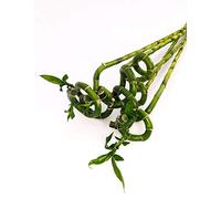 POWERS TO FLOWERS - LUCKY BAMBOO, 5 PEZZI LUNGHEZZA 60CM A SPIRALE, Pianta Vera