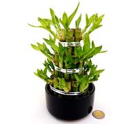 POWERS TO FLOWERS - LUCKY BAMBOO A 3PIANI, IN VASO CERAMICA NERO, Pianta Vera