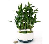 POWERS TO FLOWERS - LUCKY BAMBOO A 3PIANI, VASO BIANCO, Pianta Vera
