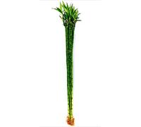 POWERS TO FLOWERS - LUCKY BAMBOO ALTEZZA 100CM, 10 PEZZI, piante vere