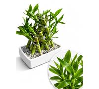POWERS TO FLOWERS - LUCKY BAMBOO INTRECCIATO, 18X13, Pianta Vera