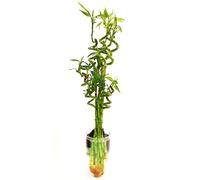 POWERS TO FLOWERS - LUCKY BAMBOO MIX, 4 PEZZI ALTEZZA 80CM, 2 PEZZI ALTEZZA 60CM, 4 PEZZI ALTEZZA 40CM, IN VASO VETRO, piante vere
