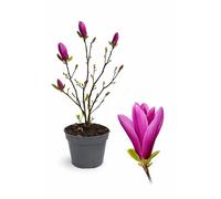 POWERS TO FLOWERS - MAGNOLIA A FIORE FUCSIA "SUSAN", VASO 20CM DIAMETRO, pianta vera